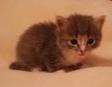 kitten