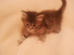 kitten