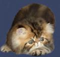 kitten