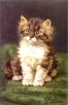 kitten