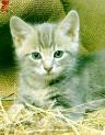 kitten
