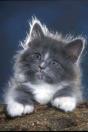 kitten