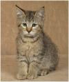 kitten